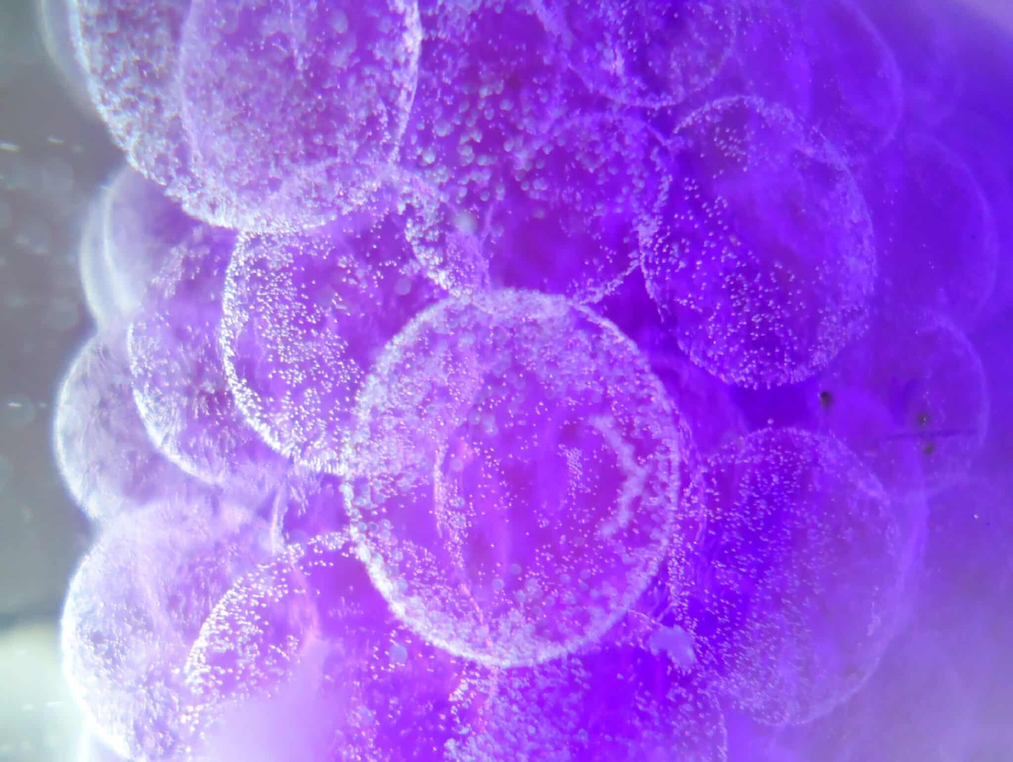 CerbaResearch_Oncology_Cover0001-2048x1541