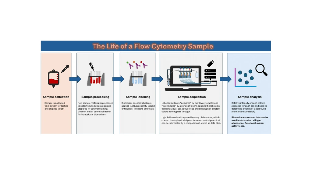 A visual overview of how flow cytometry assays are performed