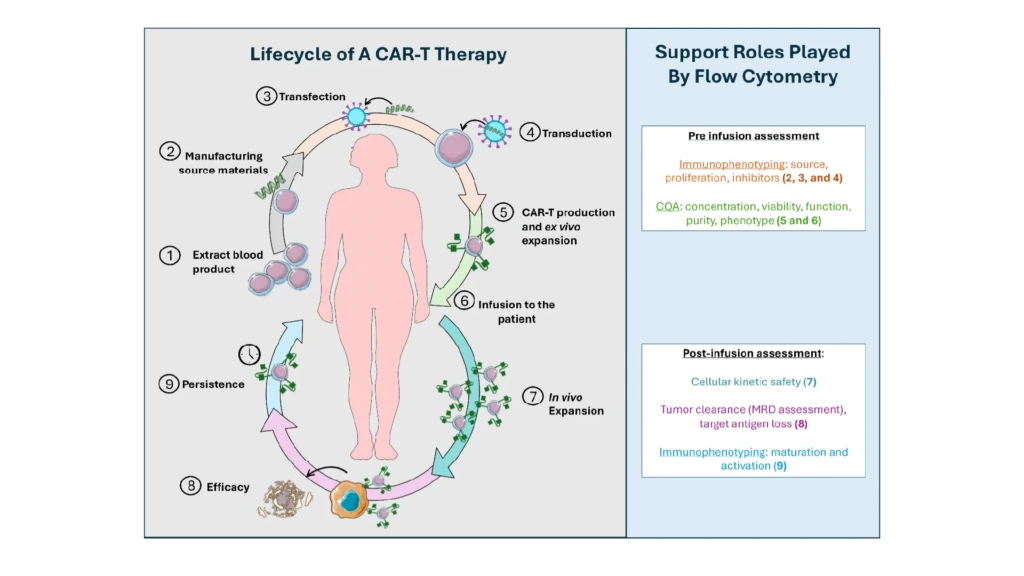 Flow-Cytometry-Assessment-of-CAR-T-Cell-Therapy-Before-and-After-Infusion