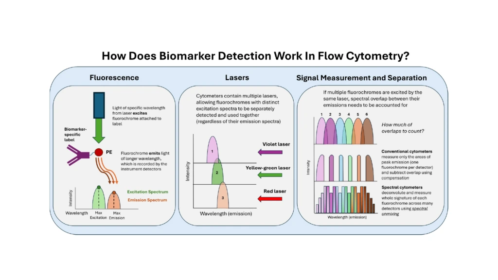 How-Does-Biomarker-Detection-Work-In-Flow-Cytometry
