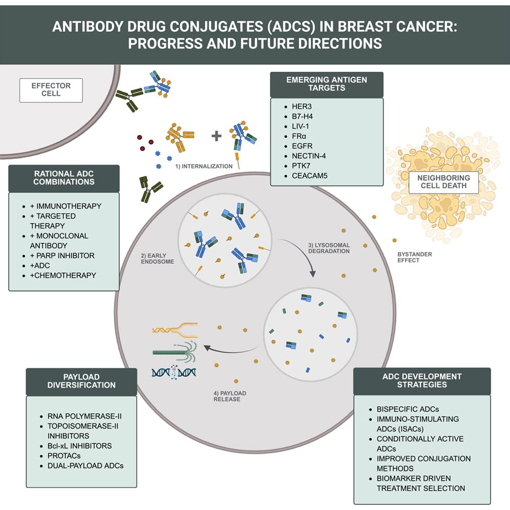 Figure 1: Newman et al., 2026: Antibody-drug conjugates in breast cancer: Progress and future directions.