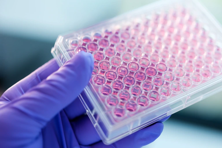 Gloved hand holding pink 96 well laboratory plate