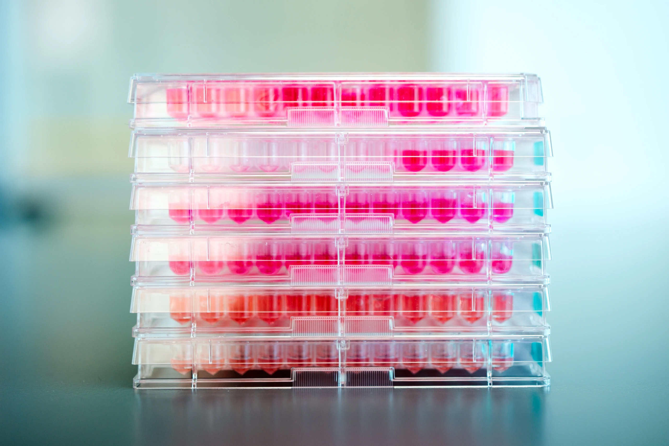 Close up of stacked cell culture plates with pink media