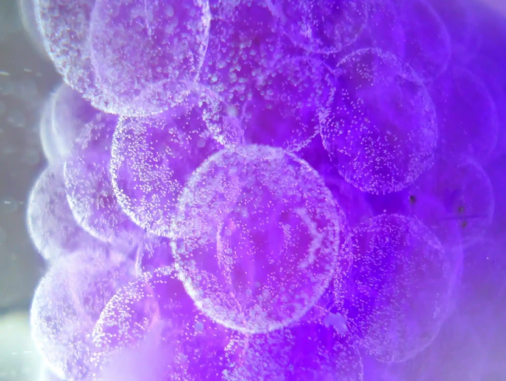 CerbaResearch_Oncology_Cover0001-2048×1541-1.jpg