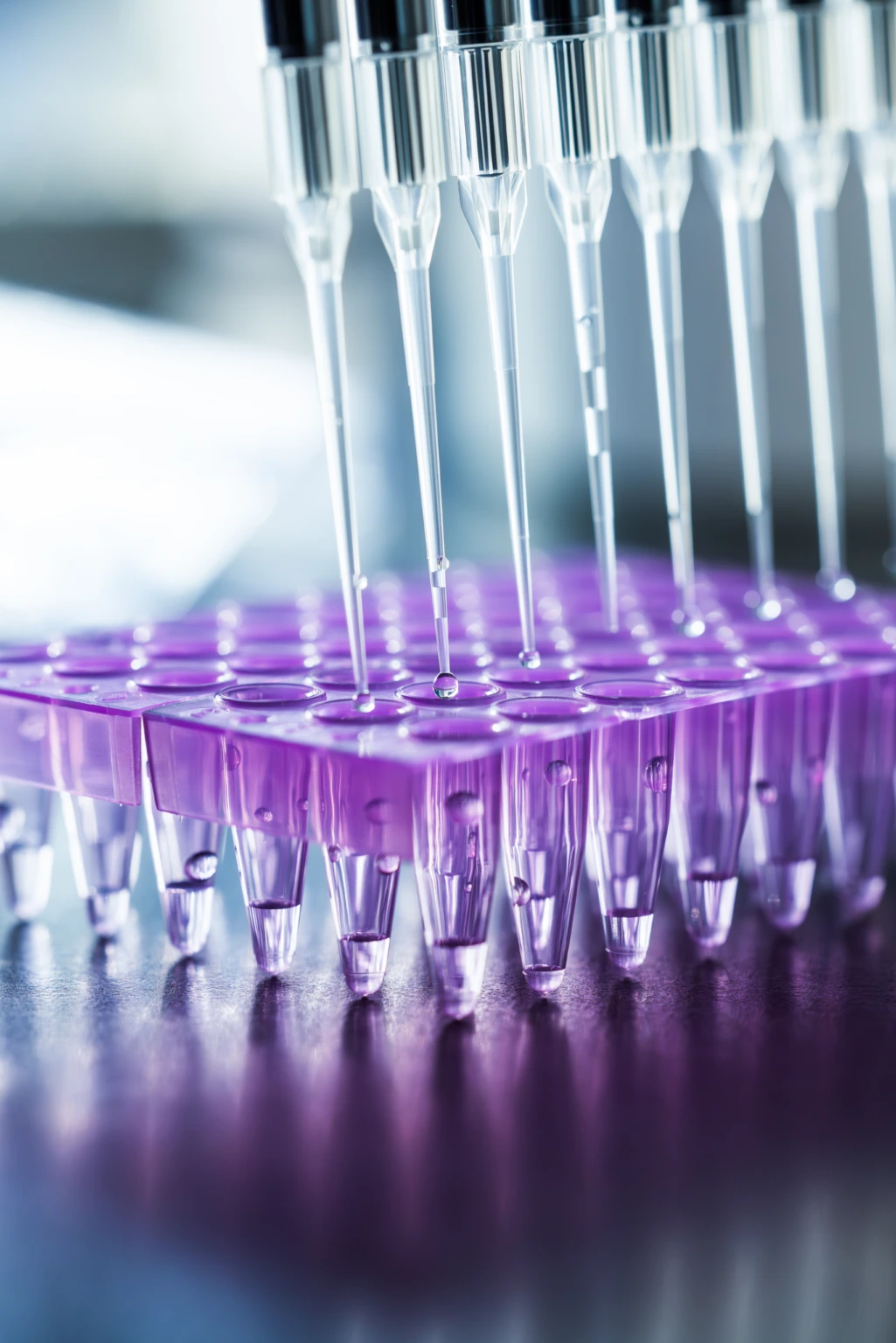 Close up of multiple purple-tipped pipette heads over sample tubes