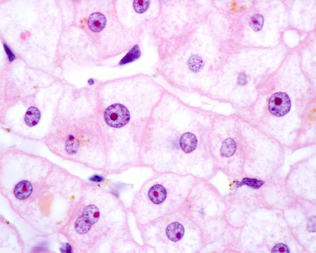 High,Magnification,Micrograph,Of,Liver,Cells,Or,Hepatocytes,Showing,A