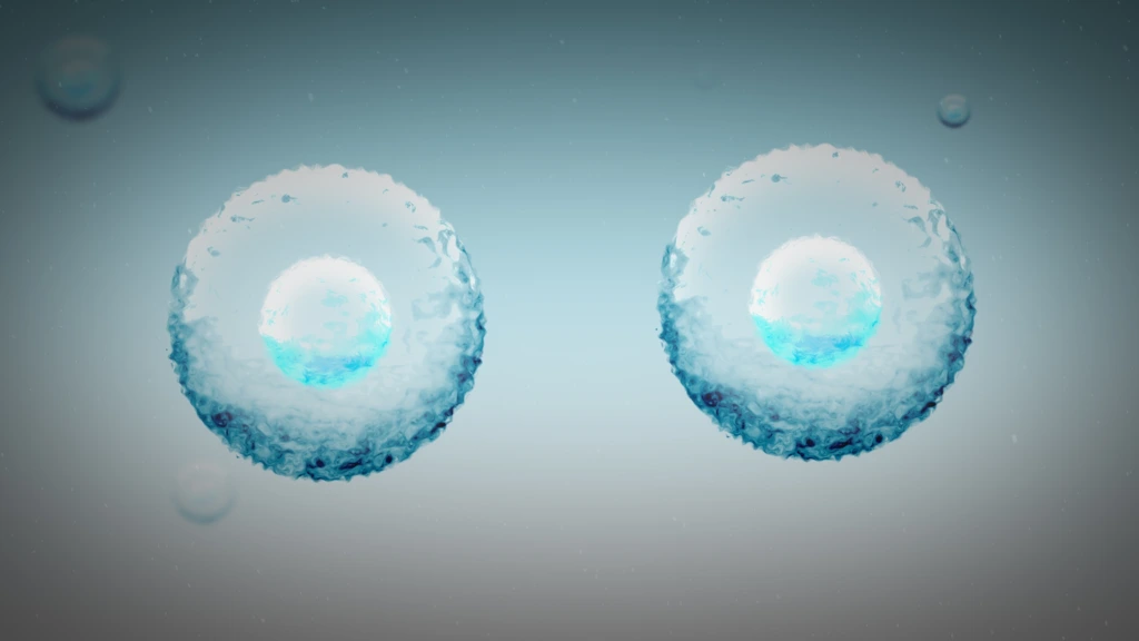 Two,Stem,Cells,Replicate,In,The,Human,Body